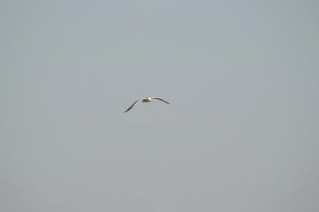Close-up of a Beautiful Seagull, Nature, Seascape, Sicily, Italy, Europe