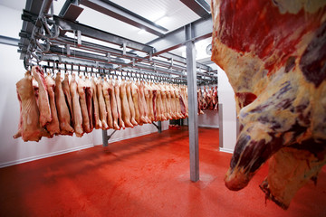 Close up of half beef chunks fresh hung and arranged in a row in a large fridge in the fridge meat...