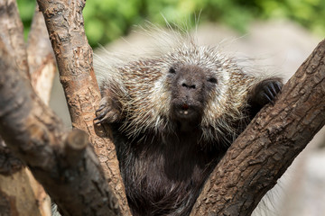 North American Porcupine