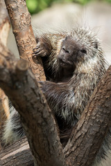 North American Porcupine