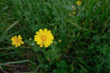 yellow flower in grass