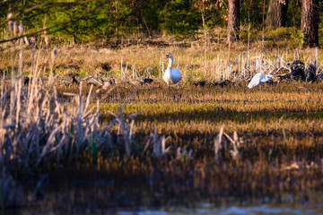 Lake with a white swan
