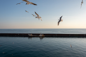 seagulls flying in the Mediterranean sea with background of sky and clouds