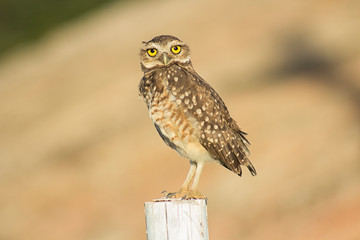 owl in flight
