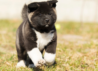 American Akita puppy for a walk
