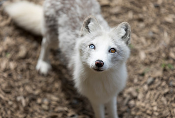 Little white Arctic Fox White arctic Fox