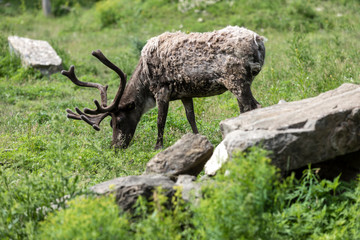 Caribou eating