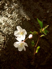 Naklejka na ściany i meble 木漏れ日の中に咲く桜の花