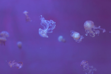 Fototapeta na wymiar White-spotted jellyfish (Phyllorhiza punctata), also known as the Australian spotted jellyfish, gently floating in the water tank, at the aquarium