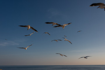 seagulls flying in the Mediterranean sea with background of sky and clouds