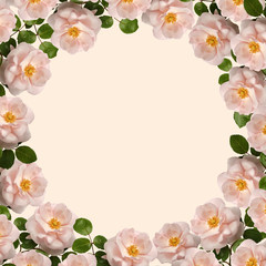 Round frame of flowers. Pink wild roses on yellow background