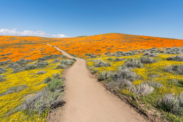 Colorful path through poppy wildflower super bloom field in Southern California.  