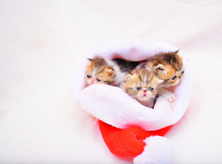 cute persian baby kitten