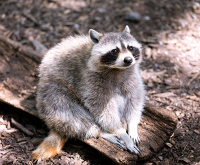 Sad Raccoon