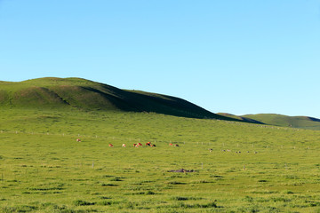 Obraz premium Many cattle are grazing on the hillside