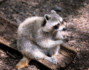 American Raccoon