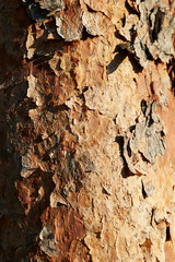 old tree bark