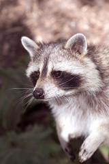 Raccoon Portrait