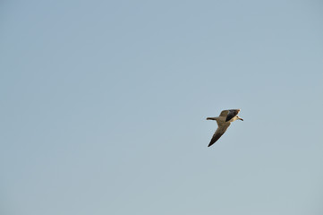 Close-up of a Beautiful Seagull, Nature, Seascape, Sicily, Italy, Europe