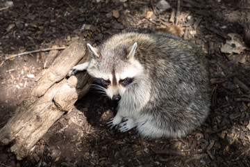 Raccoon