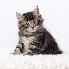 Norwegische Waldkatze