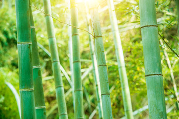 Fototapeta premium Bamboo forest in the morning.