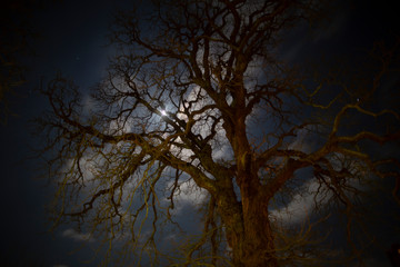 Obraz na płótnie Canvas spooky tree at night