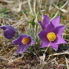 Küchenschelle