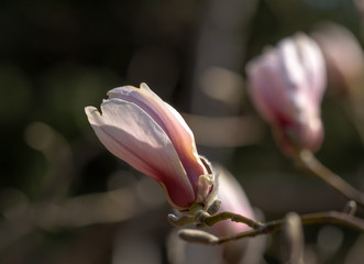 Magnolia Flowers. Magnolia is a genus of flowering plants of the Magnolia family, containing about...