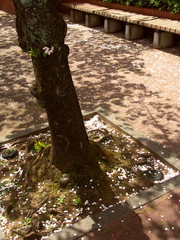 桜の花びら散る歩道風景