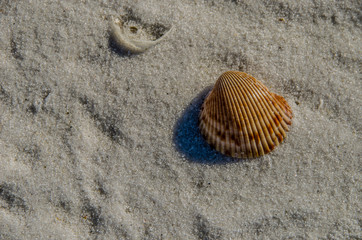 A sea shell finds ways to travel around the beach or to someone's home!!