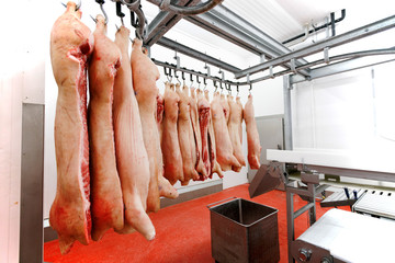 A lot of chopped fresh raw pig meat hanging and arrange and processing store in a refrigerator, in a meat factory. Horizontal view