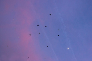 colorful sky at sunset time with birds and moon