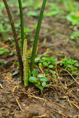 Cycads are new leaves