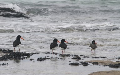 huîtrier pie,haematopus ostralegus