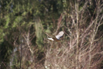 Sperbermännchen im Flug 2019239 Sperber