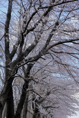 Fototapeta premium 日本 与野公園の桜