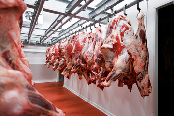 Close up of a half cow chunks fresh hung and arranged in a row in a large fridge in the fridge meat...