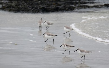 Fototapeta premium bécasseau sanderling, calidris alba