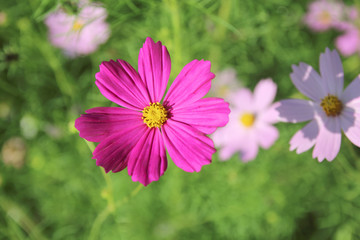 Cosmos flowers blooming in the garden