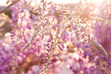 Wisteria sinensis flowering in spring