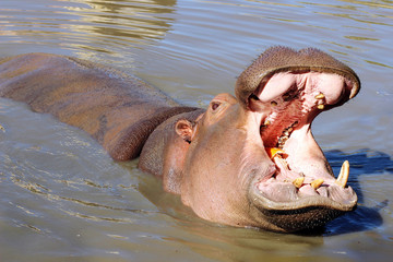 hippo eats in water at the zoo