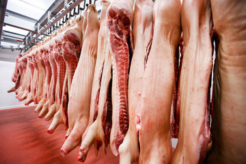 A much of chopped fresh raw pork meat hanging and arranged in row, in processing deposit in a refrigerator, in a meat factory. Horizontal view.