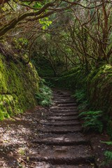 forest in Anaga rural park, Tenerife