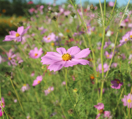 Cosmos flowers blooming in the garden