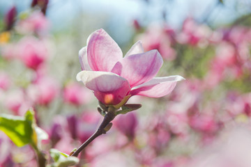 Obraz premium Flower of magnolia tree in spring