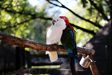 two parrots are sitting on a branch in the zoo