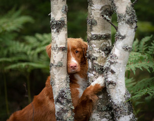 dog is hiding behind a tree. Wet Scots Retriever in nature. Walk with pet, toller.