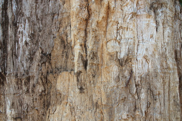 bark texture or bark texture image use for bark background