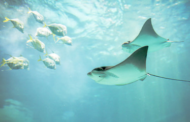 Cownose Rays swimming against a group of small fishes at the Aquarium